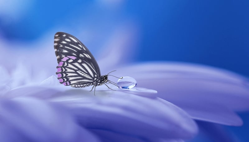 Mythical Delights Image